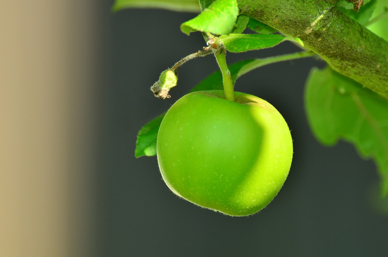 apple green apple tree free photo