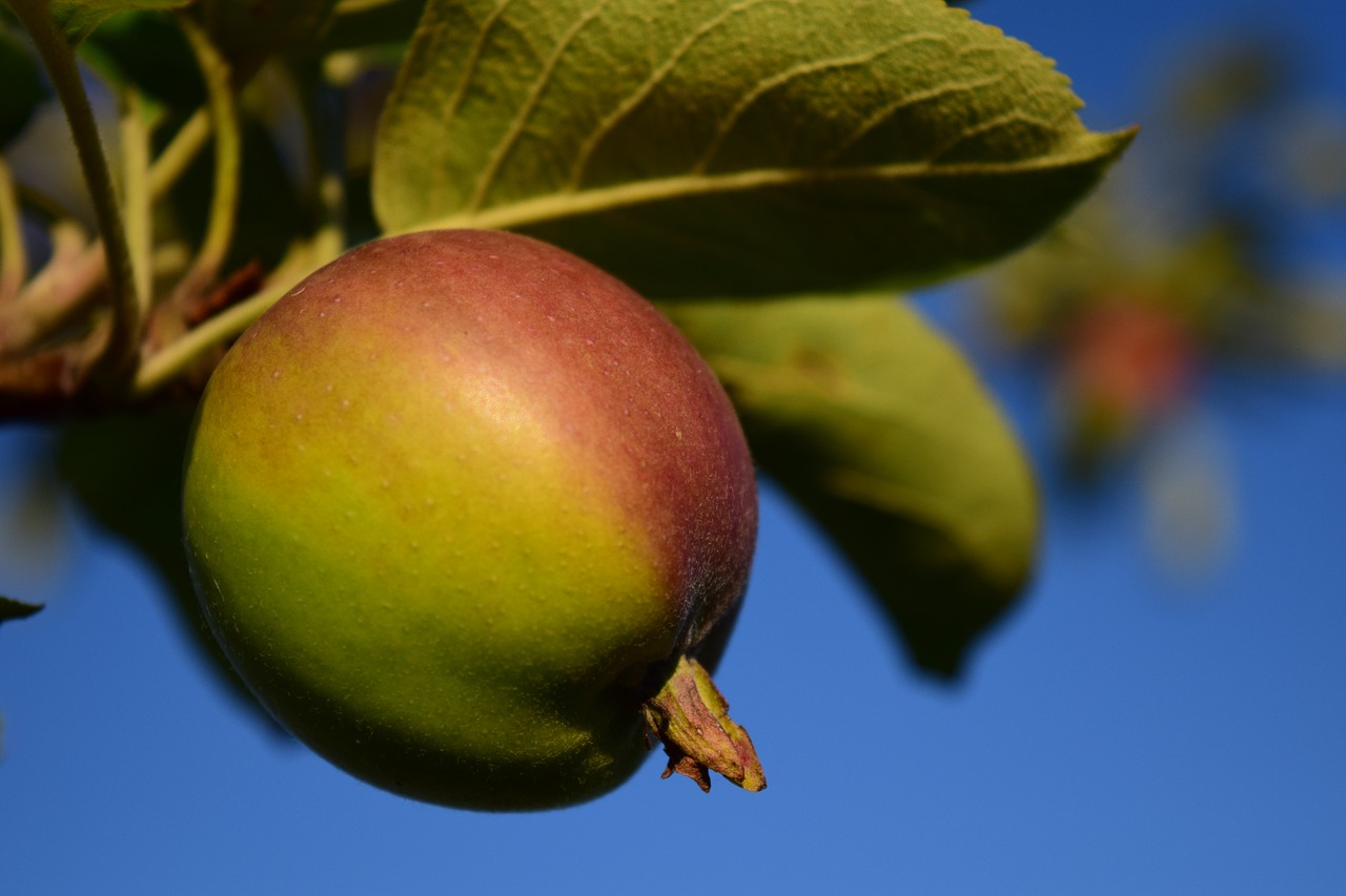 apple tree fruit free photo