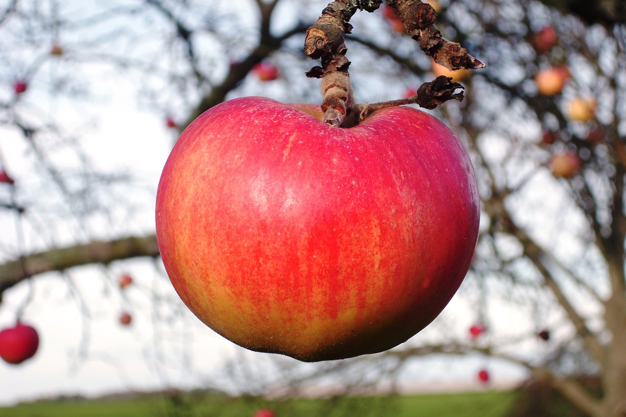 apple fruit tree free photo