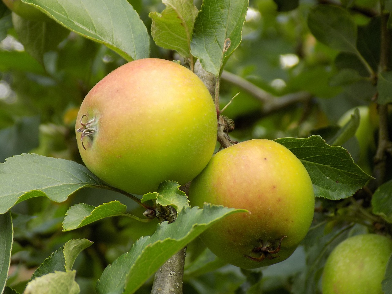 apple food tree free photo