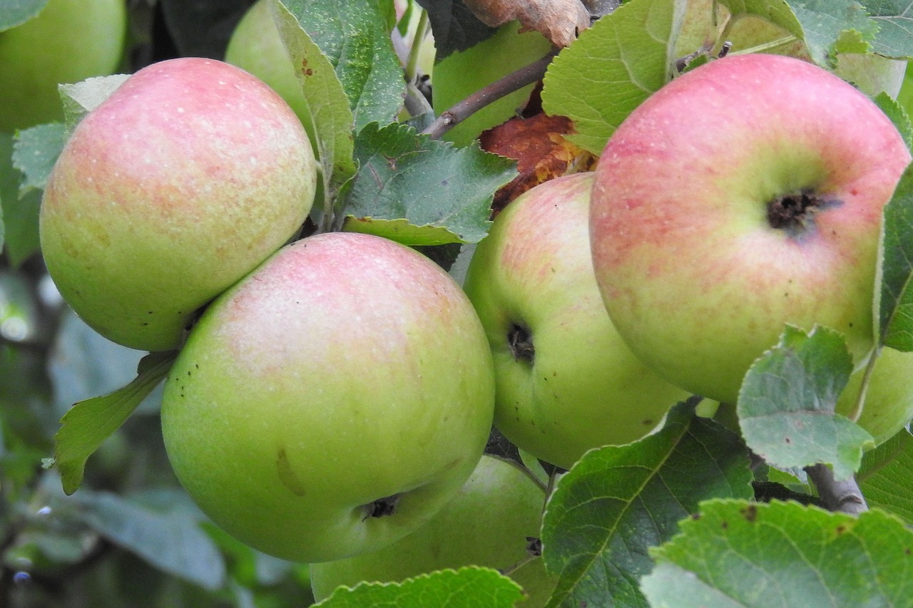 apple apple tree fruit free photo