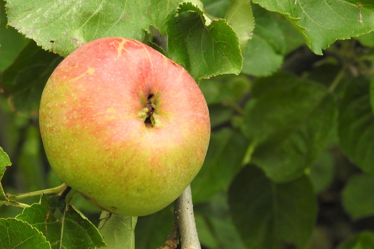 apple apple tree fruit free photo