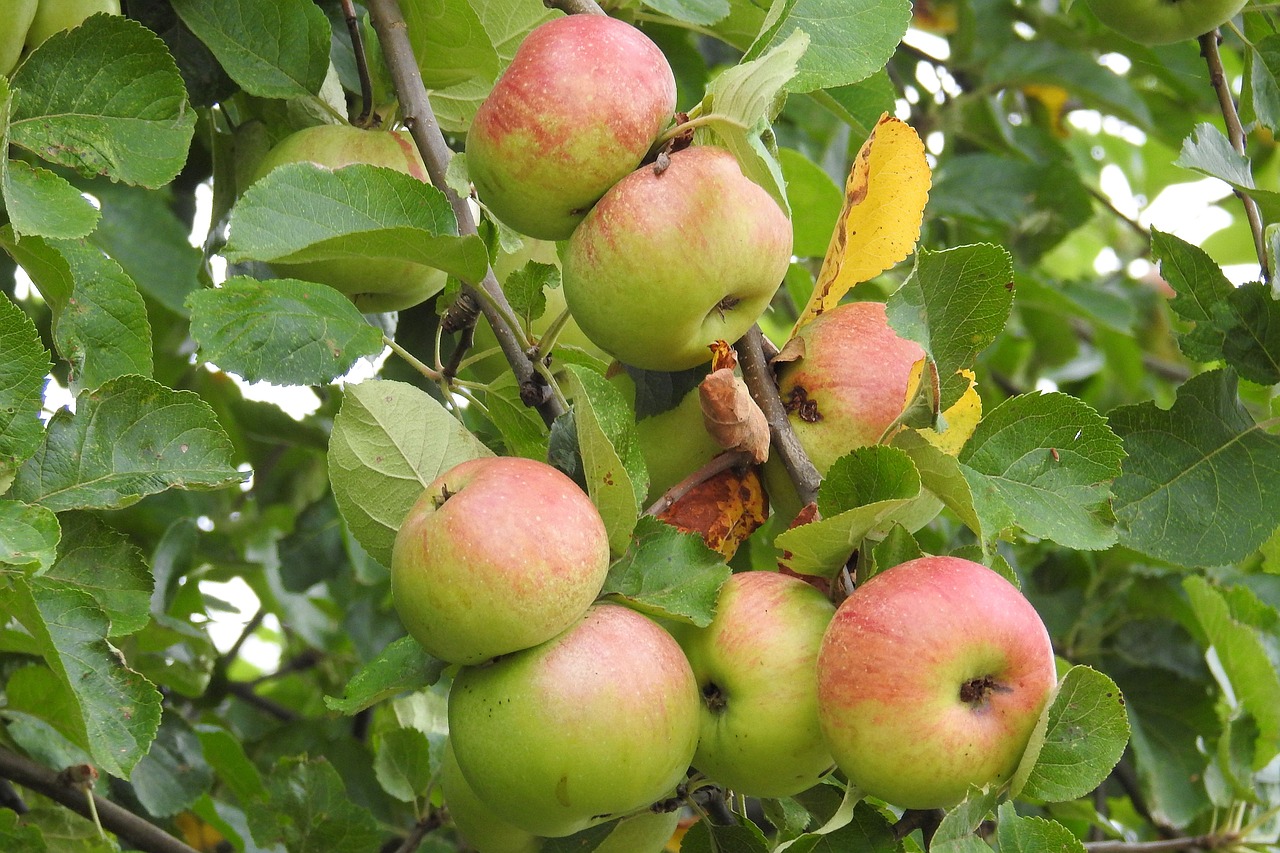 apple apple tree fruit free photo