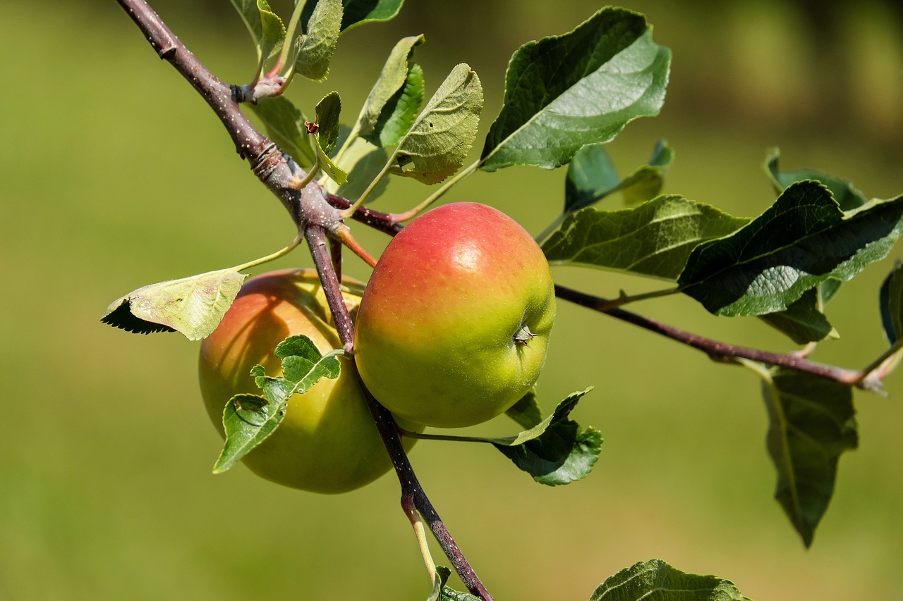 apple fruit fruits free photo