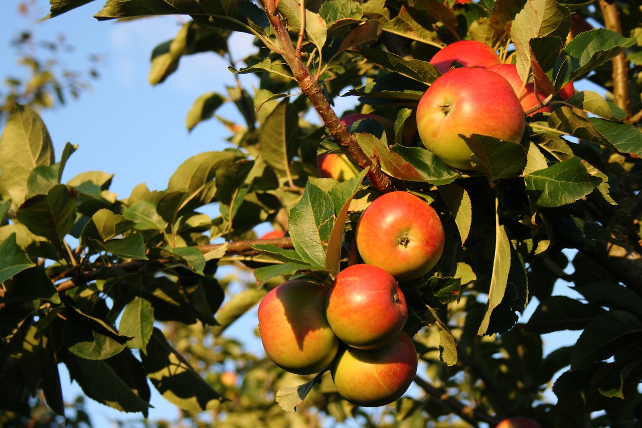 apple natural summer free photo