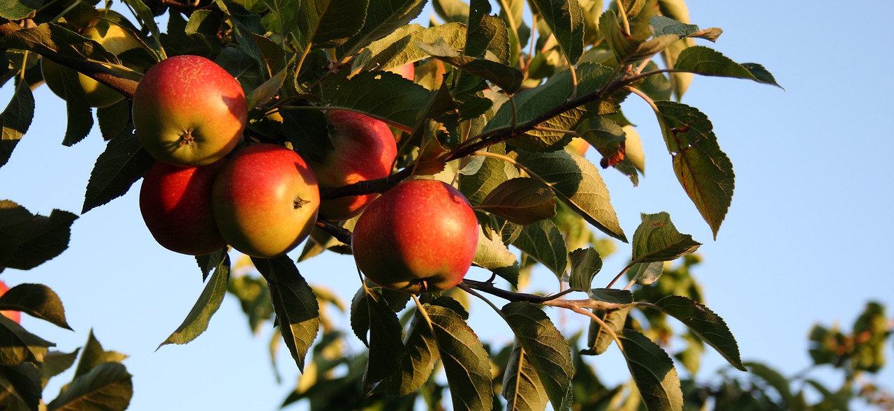 apple natural summer free photo