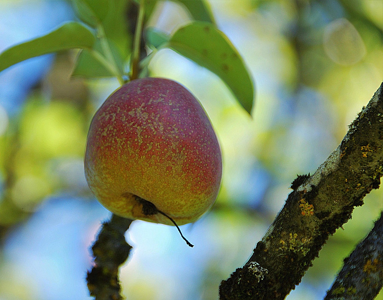 apple branch close free photo