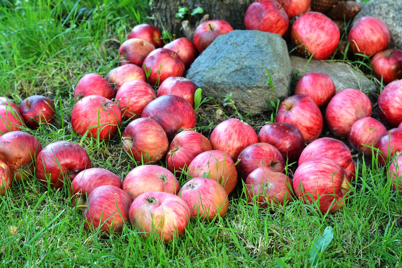 apple apples fruit free photo