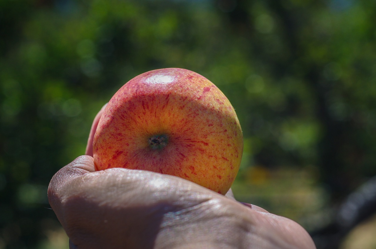 apple gala fruit free photo