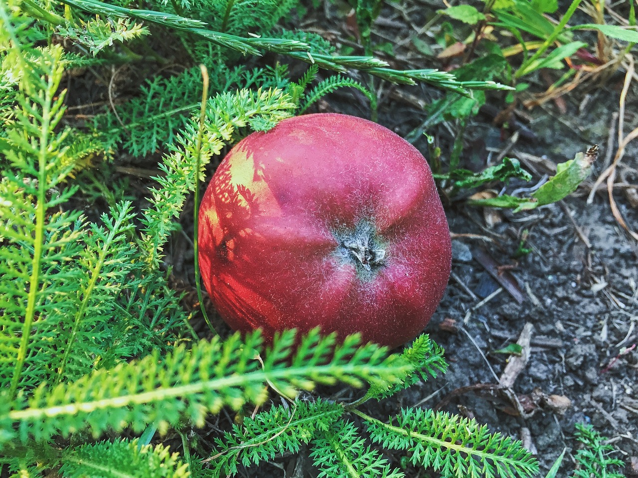 apple fruit grass free photo