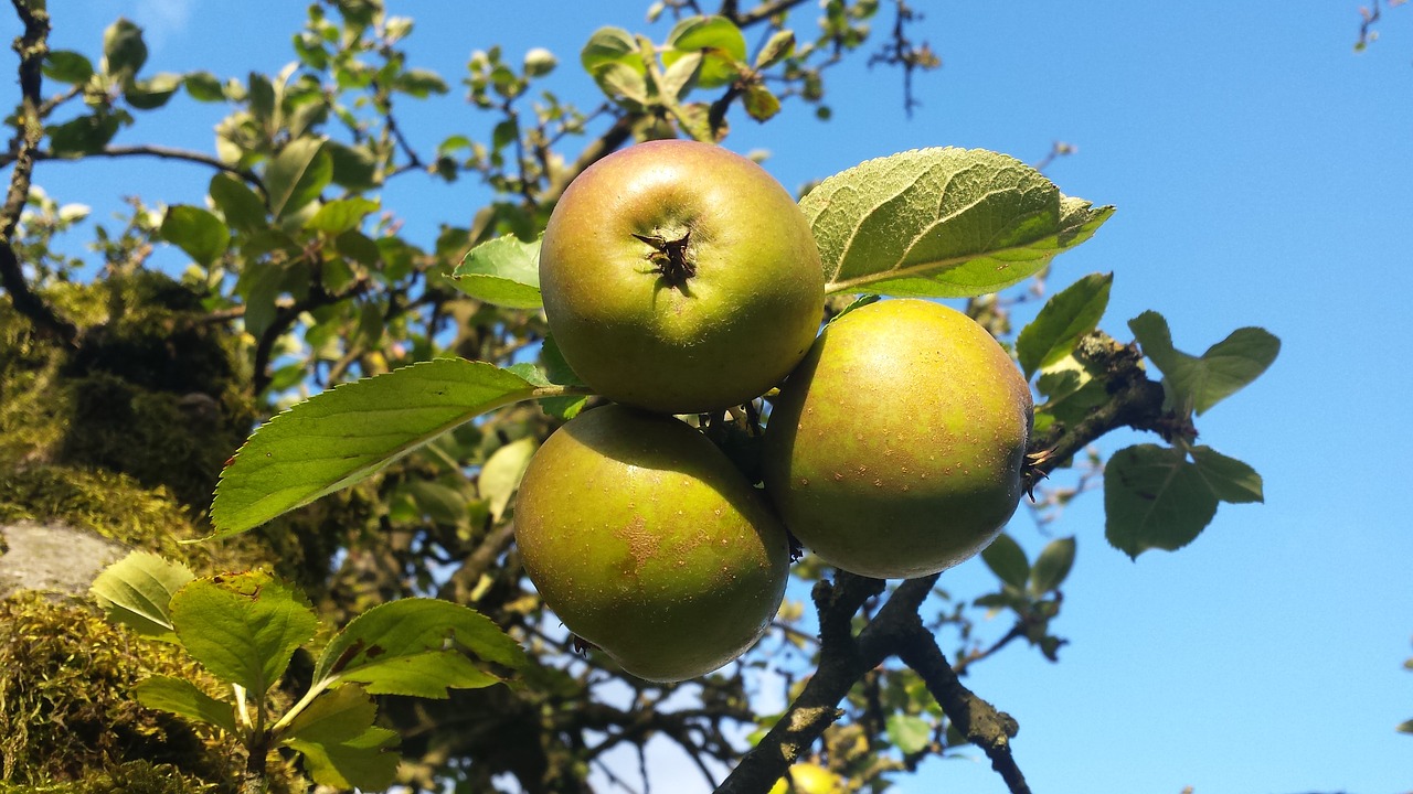 apple garden apple tree free photo