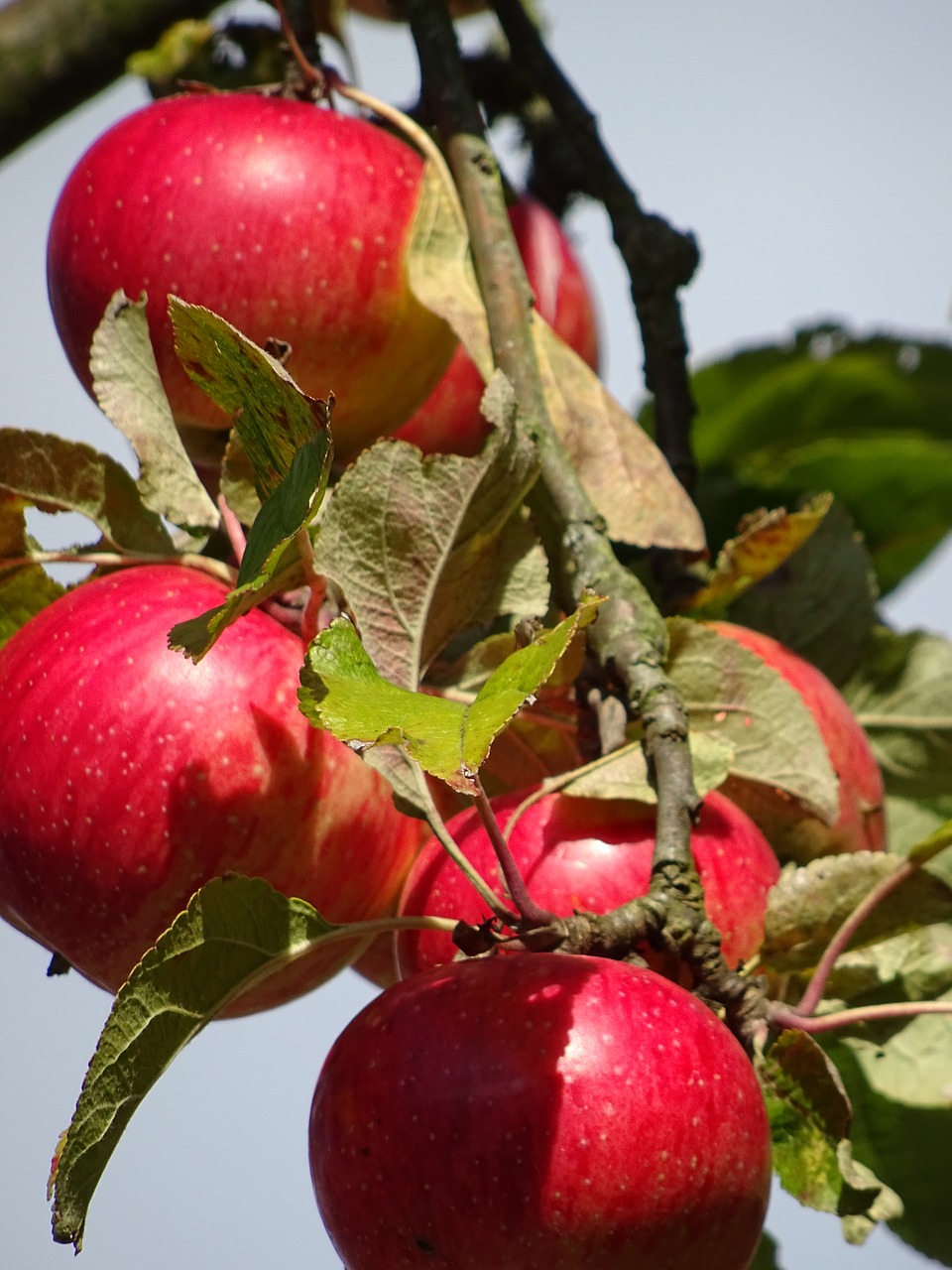 apple red autumn free photo