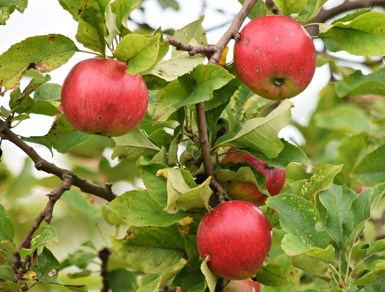 apple apples fruit free photo