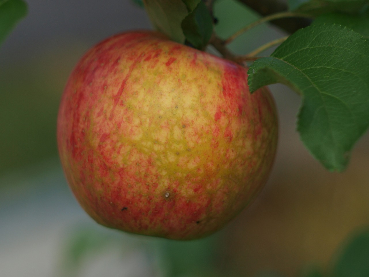 apple apple on the branch apple tree free photo