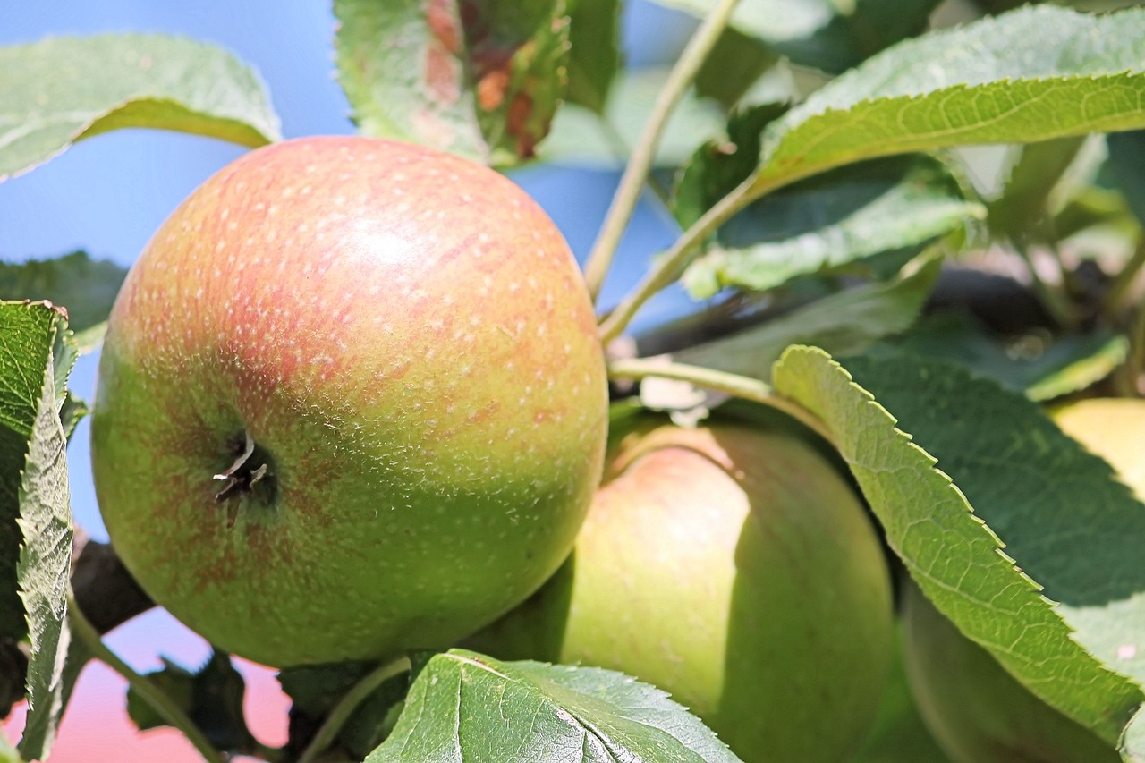 apple apple tree leaves free photo