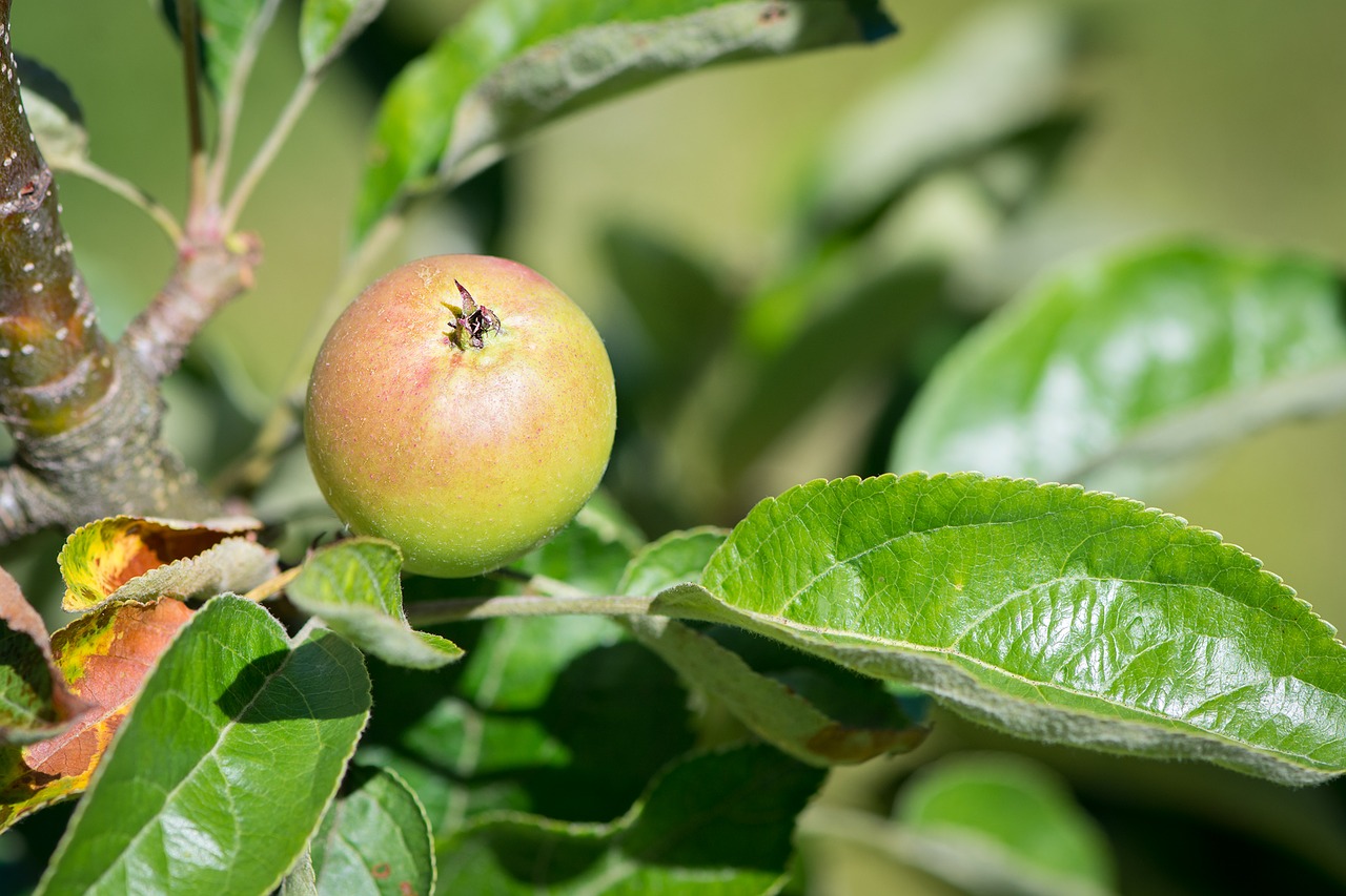 apple apple tree mature free photo