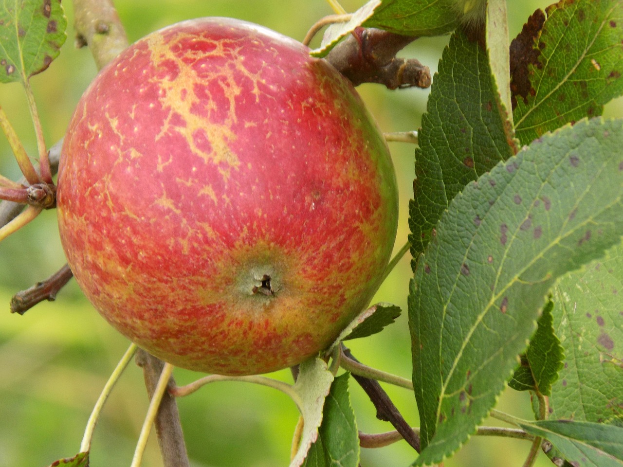 apple food tree free photo