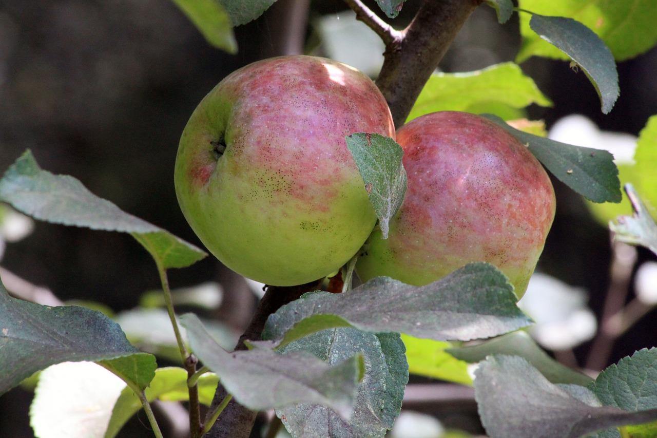 apple fruit leaves free photo