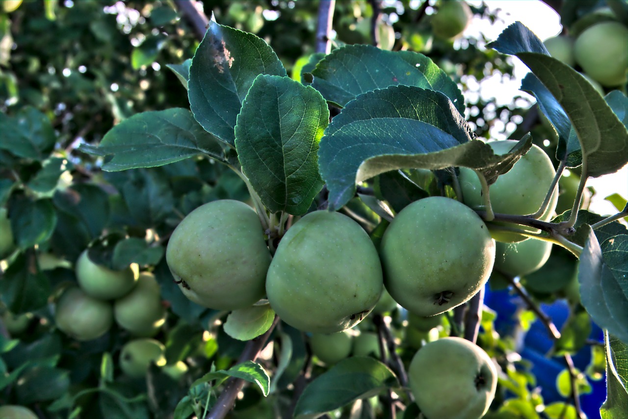 apple apple tree sheet free photo