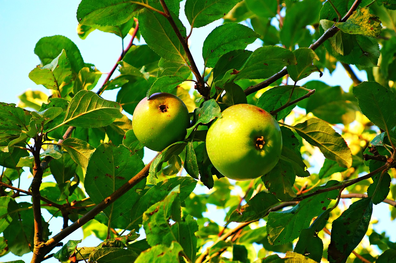 apple fruit food free photo