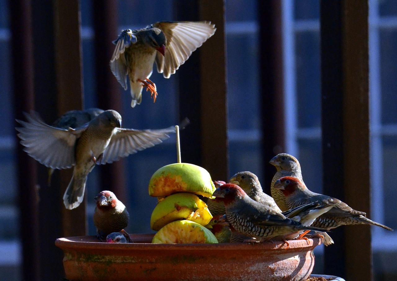 birds sparrow apple free photo