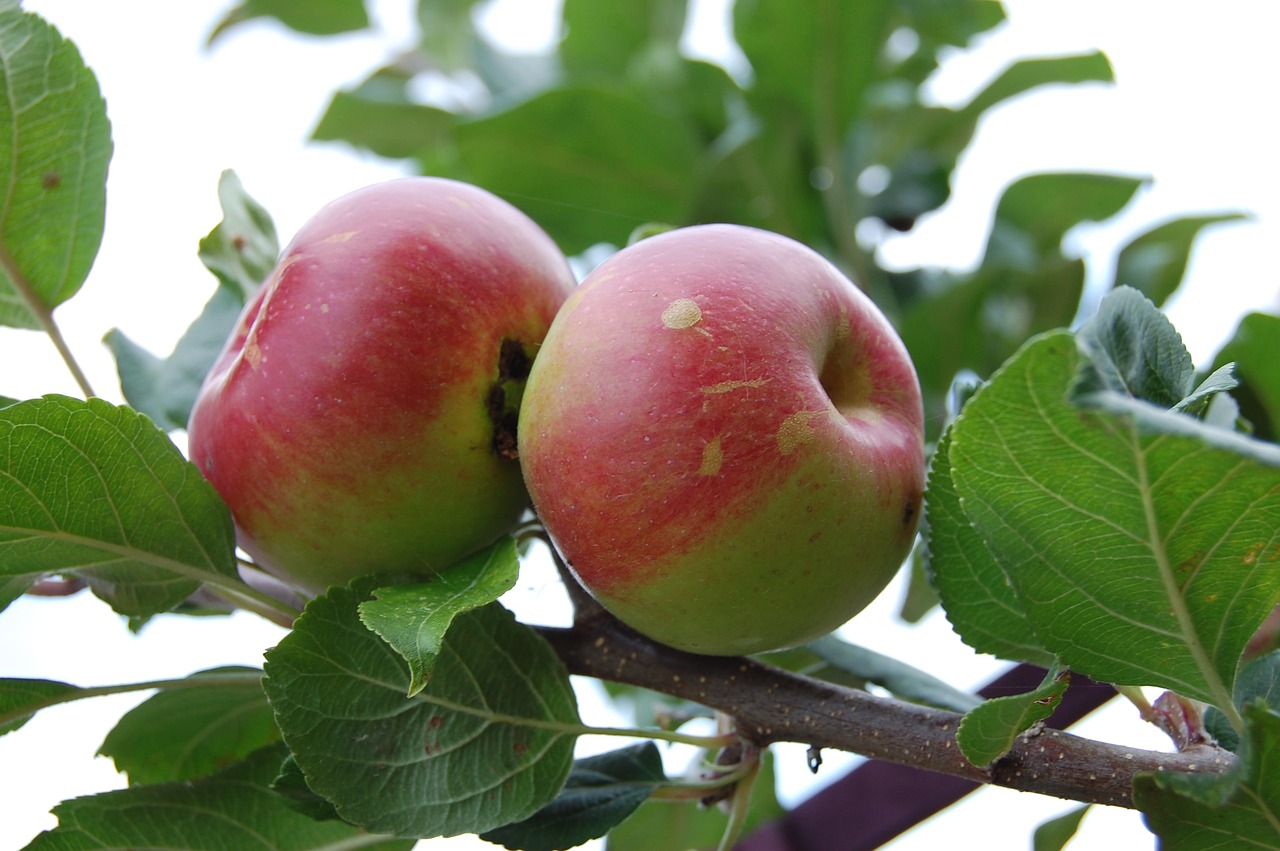 apple fruit apple tree free photo