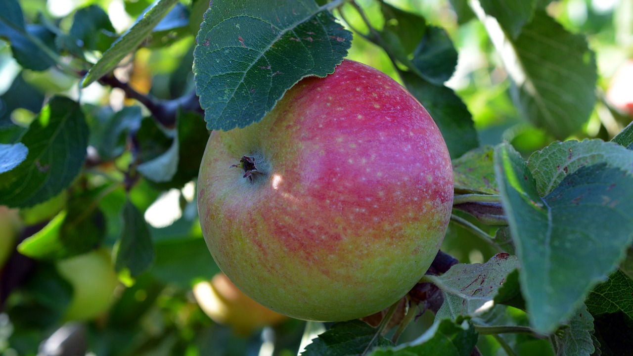 apple fruit boskop free photo