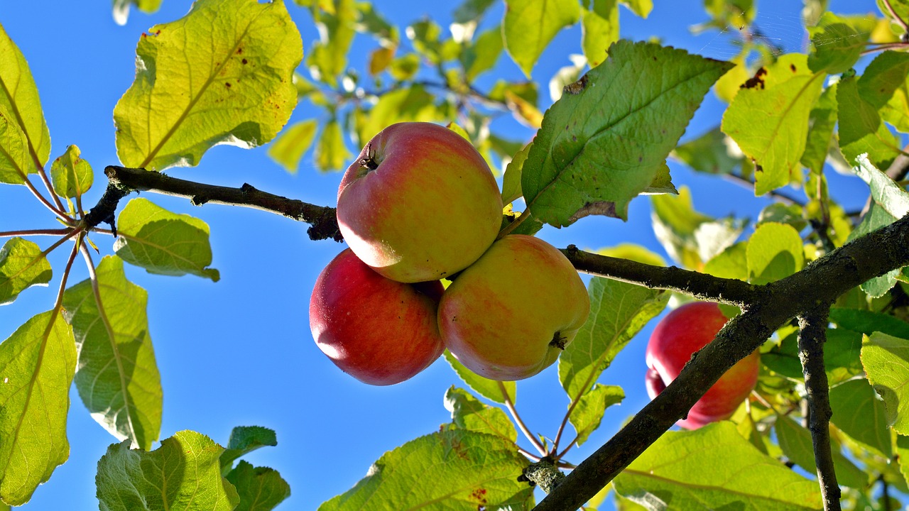 apple fruit boskop free photo