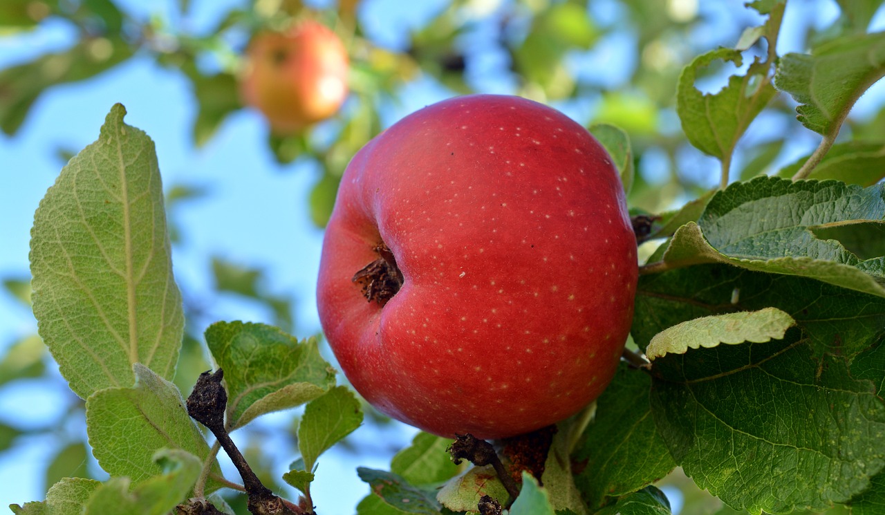 apple danziger kant apple fruit free photo