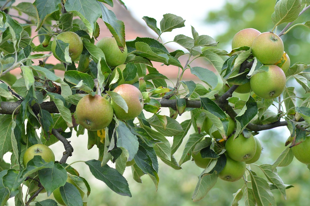 apple apple tree branch free photo