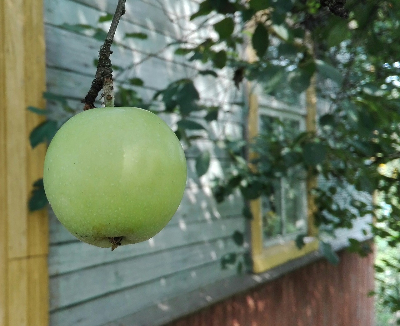 apple harvest nature free photo