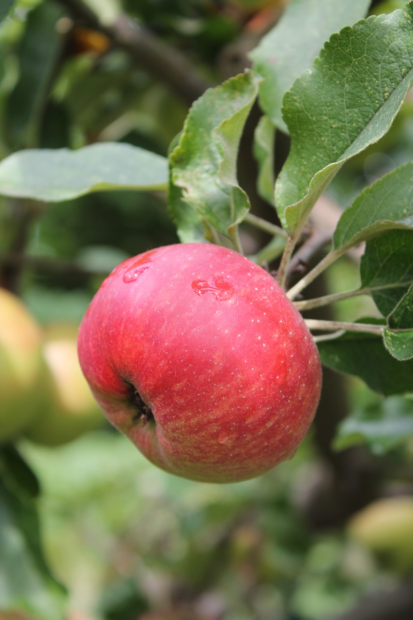 apple tree summer free photo