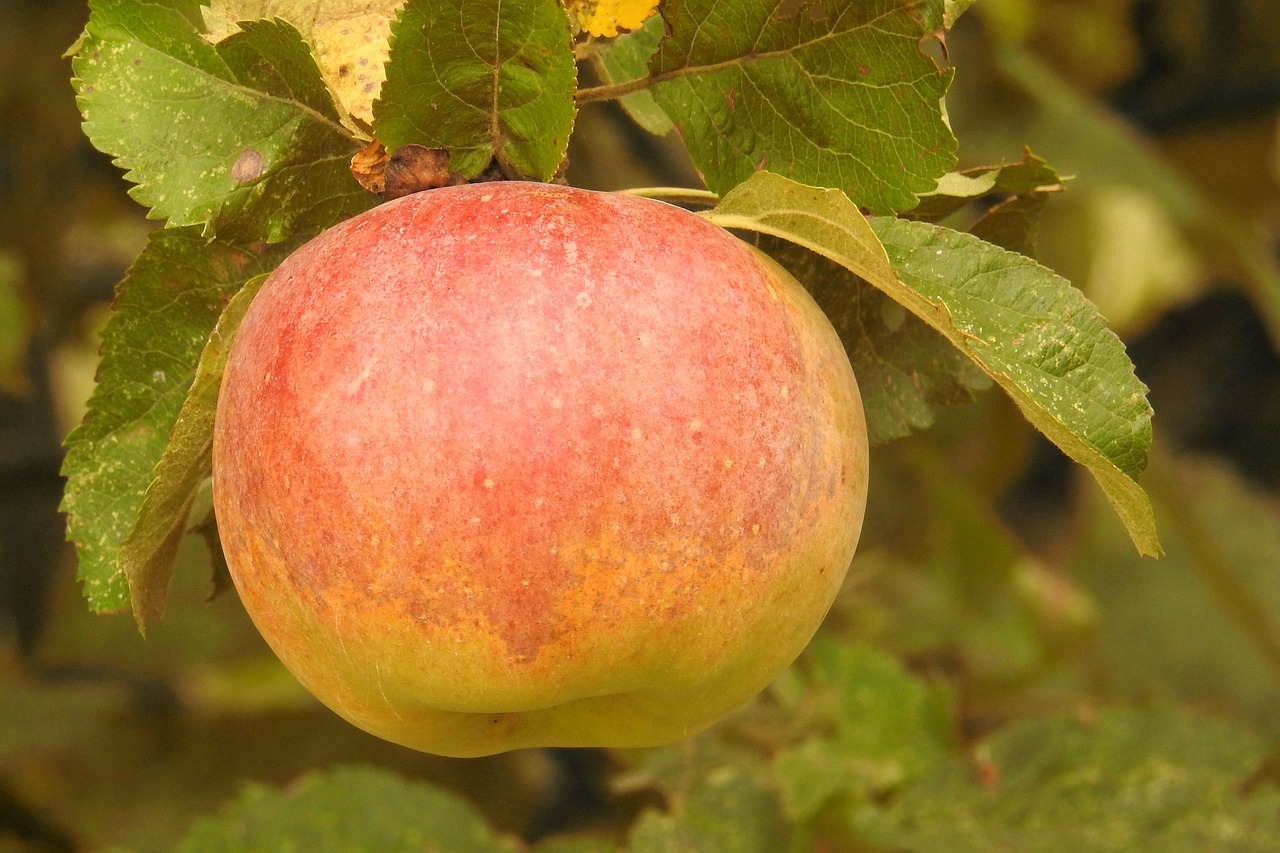 apple apple tree branch free photo