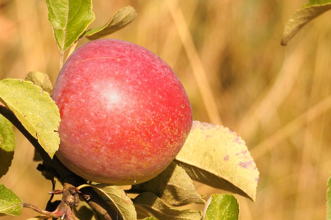 apple apple tree branch free photo