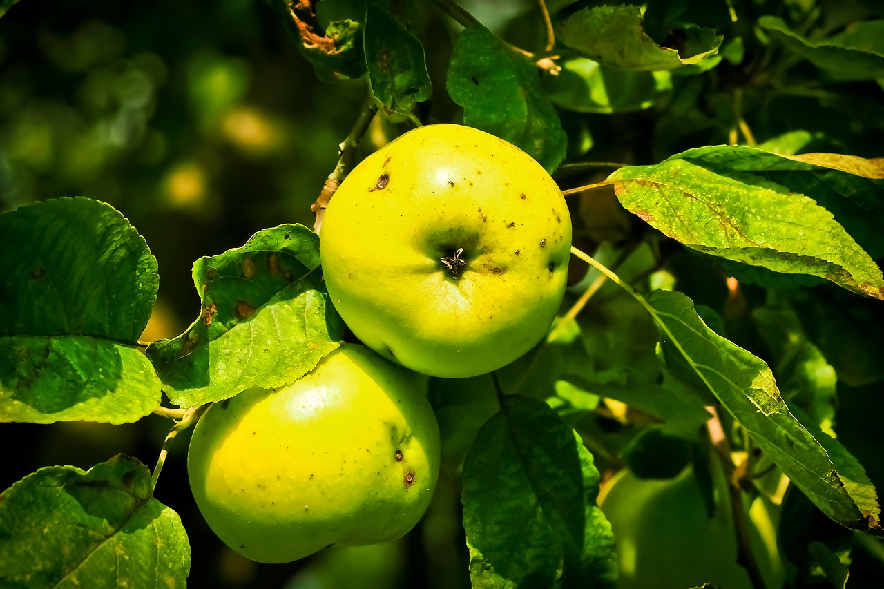 apple apple tree fruit free photo