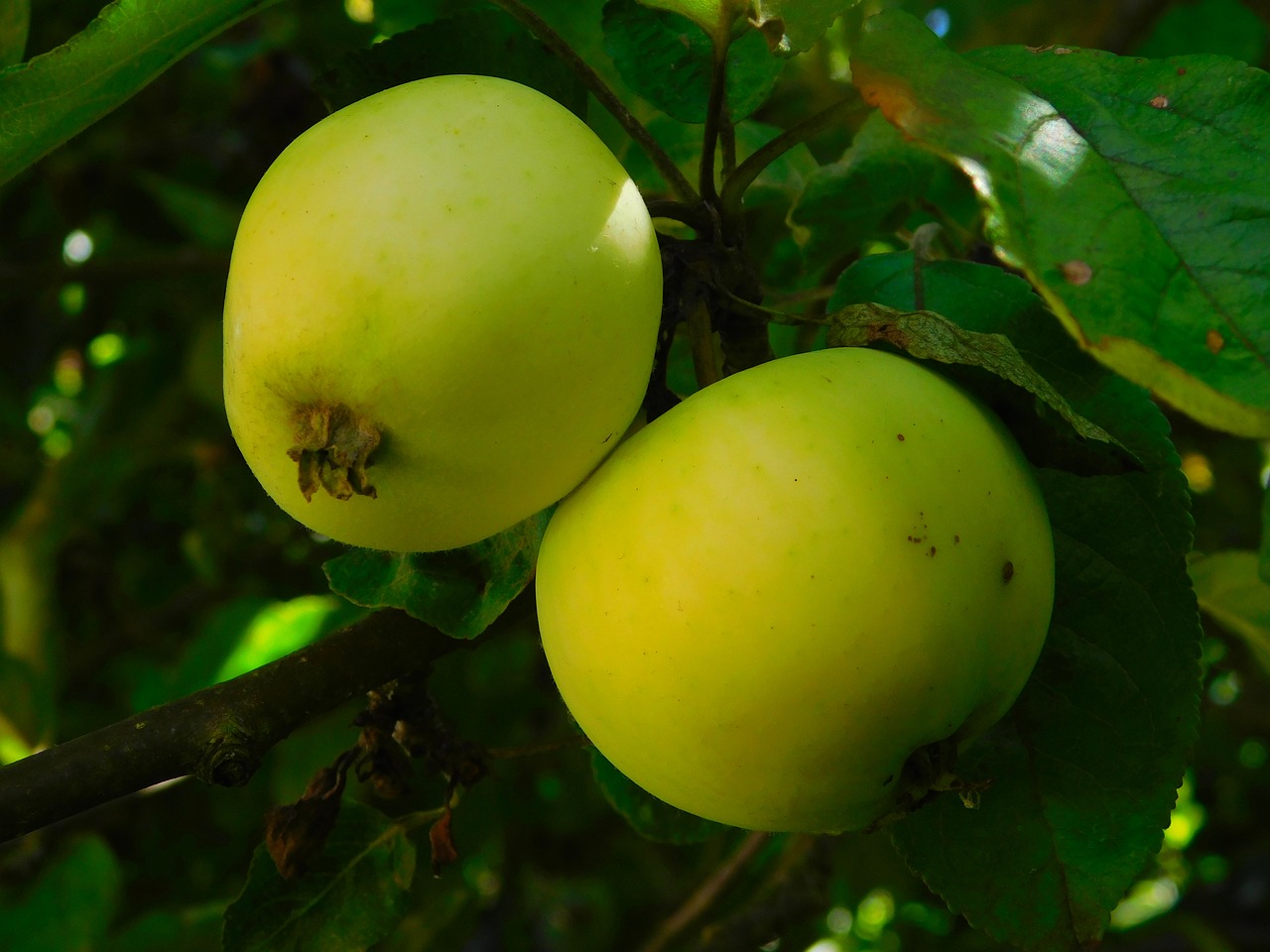 apple apples on tree fruit free photo