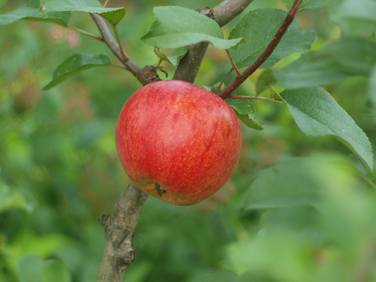 apple apple on the branch apple tree free photo