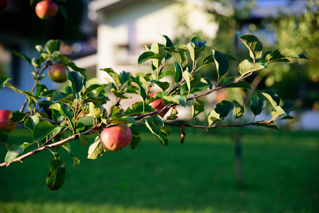 apple tree fruit free photo