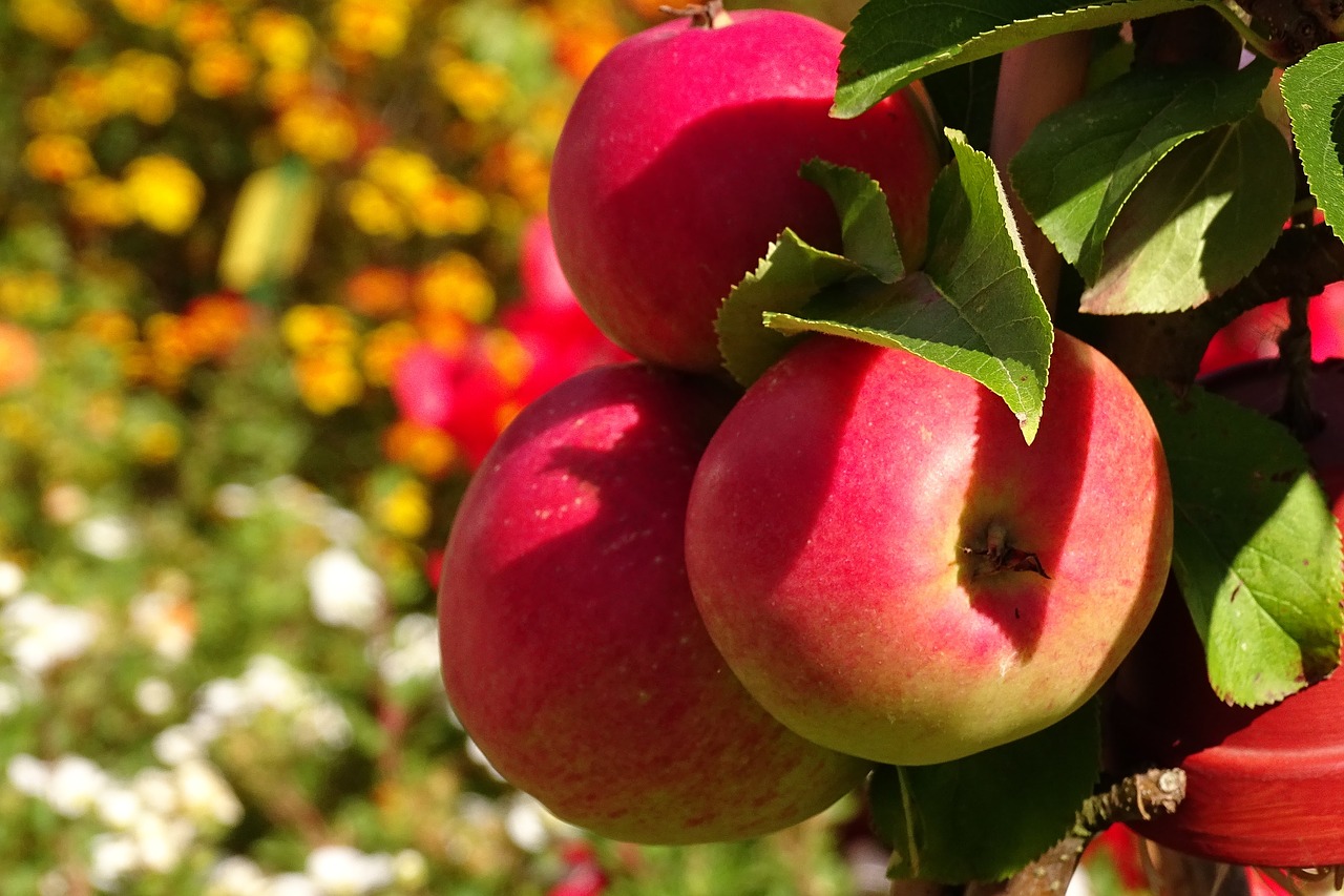 apple fruit autumn free photo