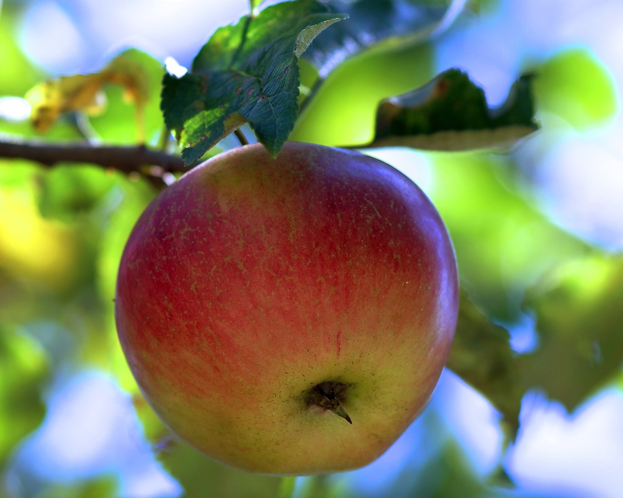 apple red fruit free photo