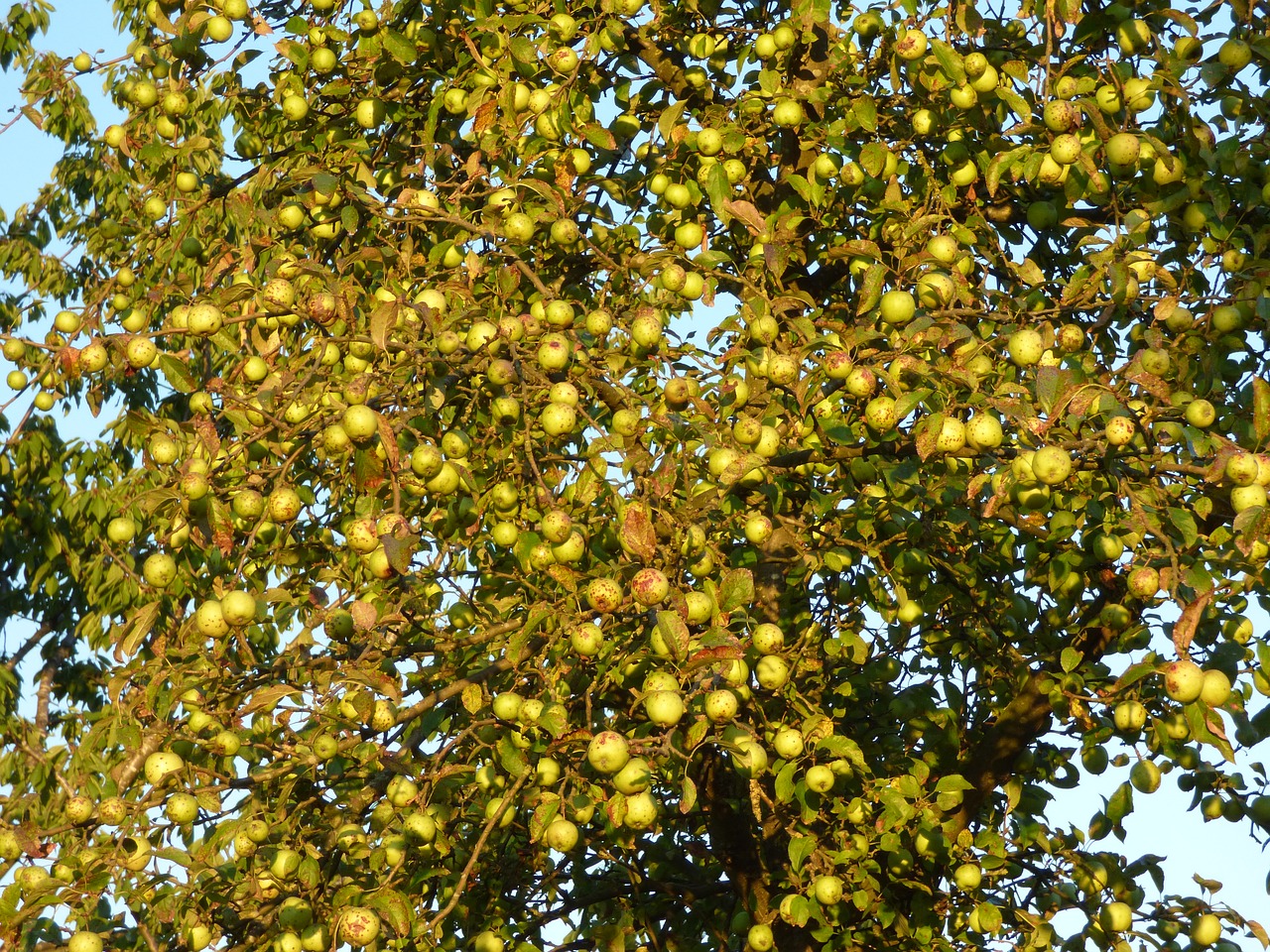 apple apple tree branches free photo