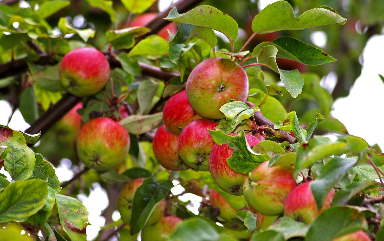 apple apple tree harvest free photo