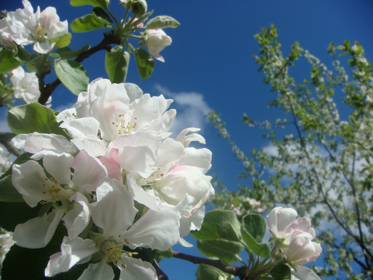 apple bloom apple blossoms free photo