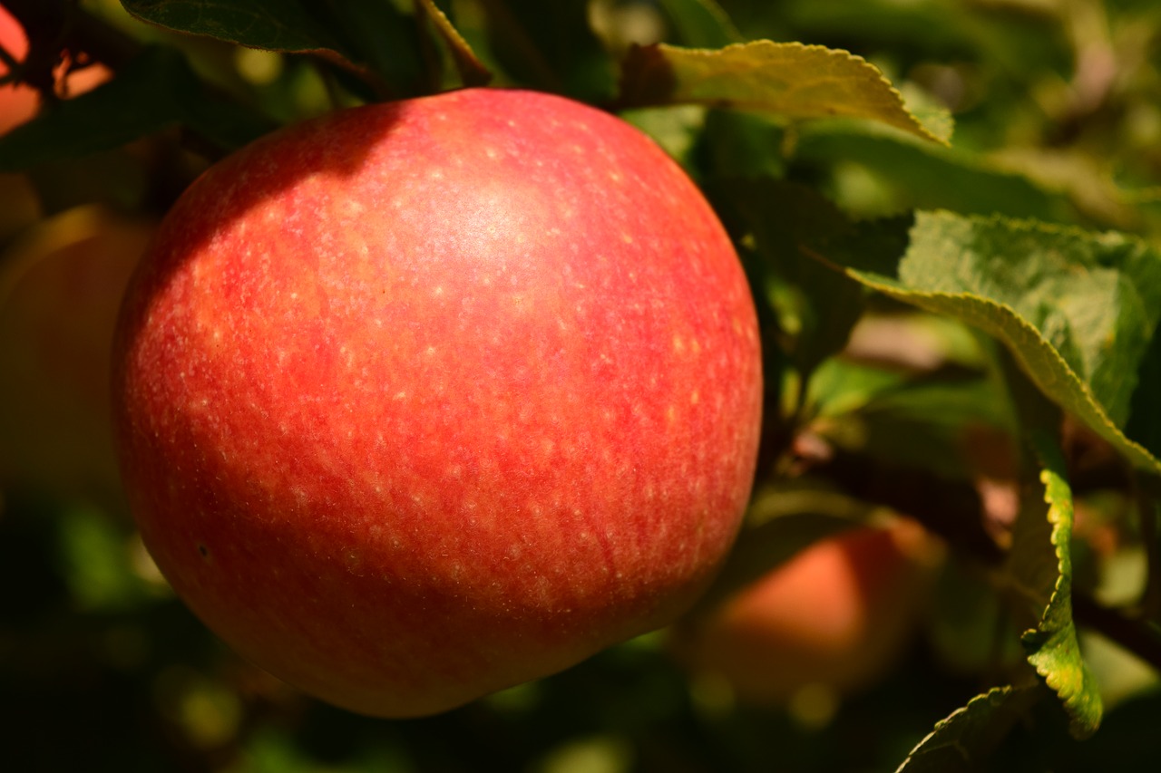 apple fruit tree free photo