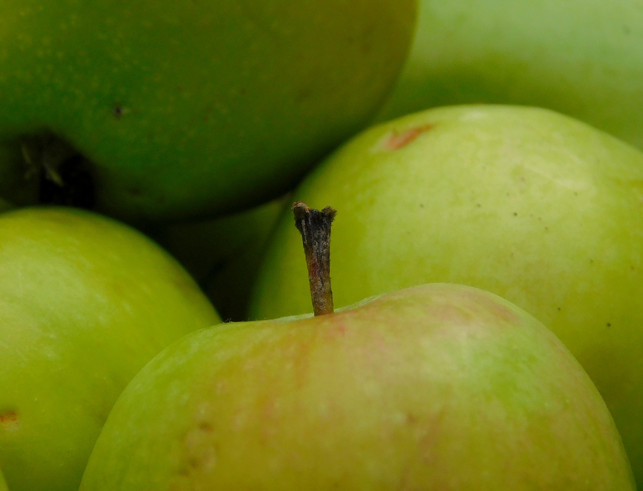 apple obstfall fruit free photo