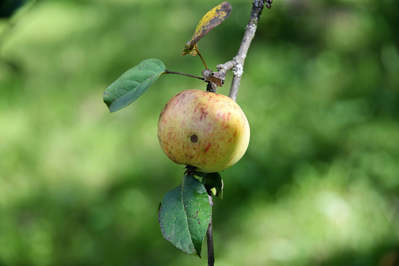 apple branch leaf free photo