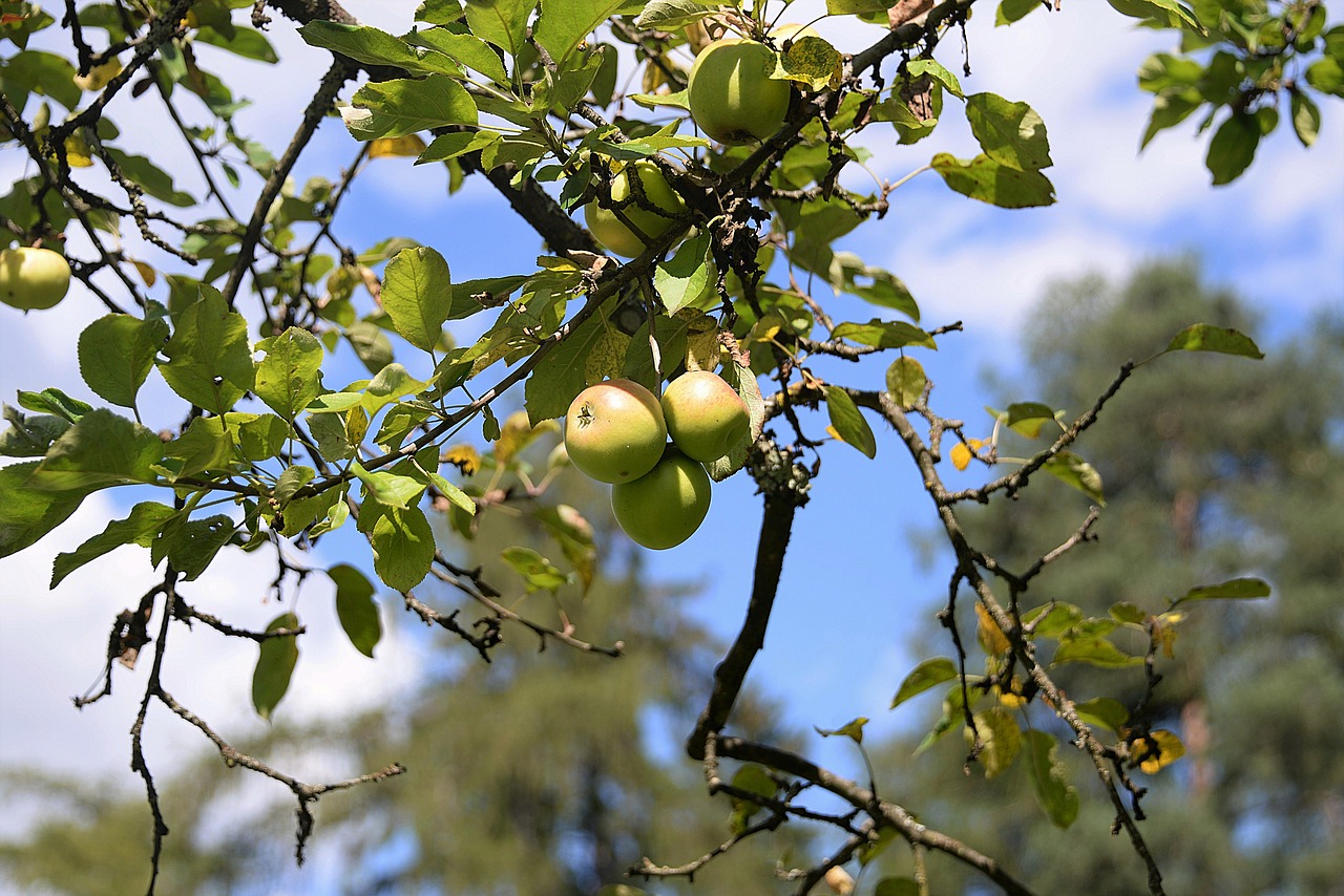 apple tree branch free photo