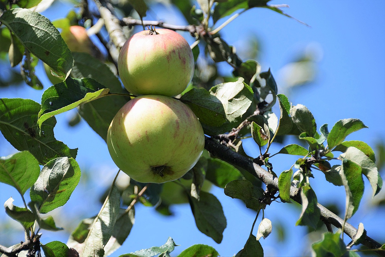 apple branch leaves free photo