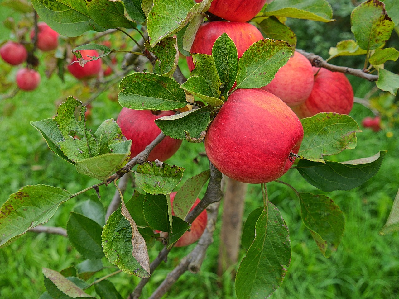 apple apple tree nature free photo