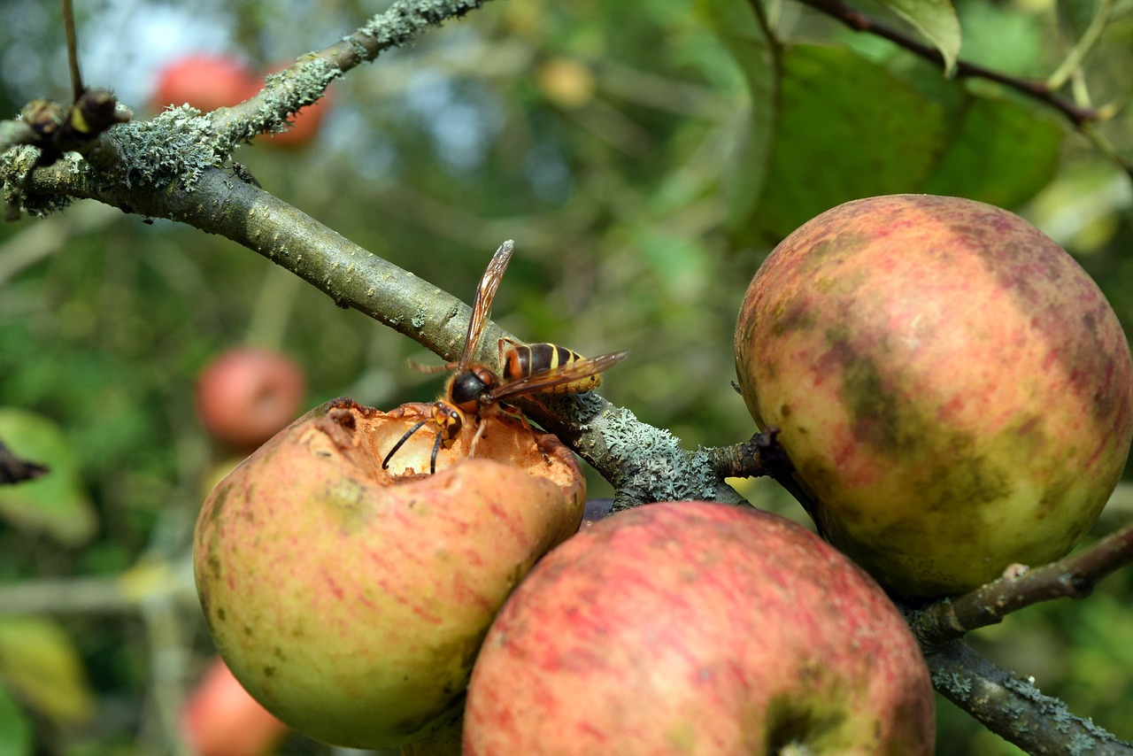 wasp apple insect free photo